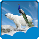 Peacock Live Wallpapers APK