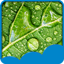 Rainy Day Live Wallpapers APK