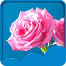 Rose Live Wallpapers APK
