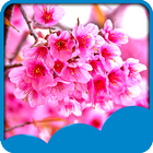 Sakura Live Wallpapers আইকন