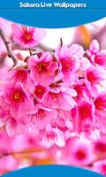 Sakura Live Wallpapers پوسٹر