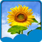 Sunflowers Live Wallpapers 图标