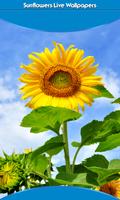 Sunflowers Live Wallpapers ポスター