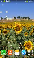 Sunflowers Live Wallpapers 截圖 1