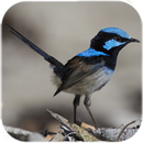 Bird Live Wallpaper APK