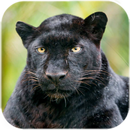 Black Panther Live Wallpaper APK