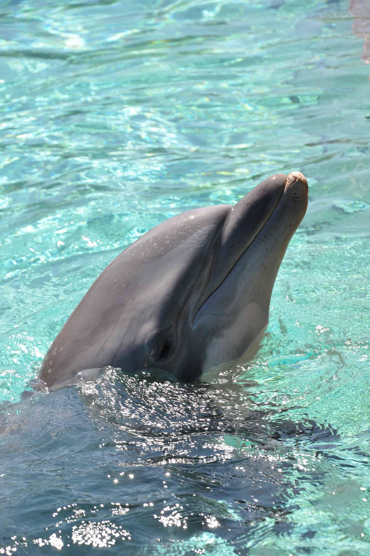 Дельфины живут лет. Дельфины. Дельфин живой. Живые дельфины в море. Дельфины фото хорошего качества.