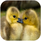 Cute Ducks Live Wallpaper ikona