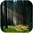 Forest Live Wallpaper أيقونة