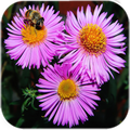 Flowers Live Wallpaper