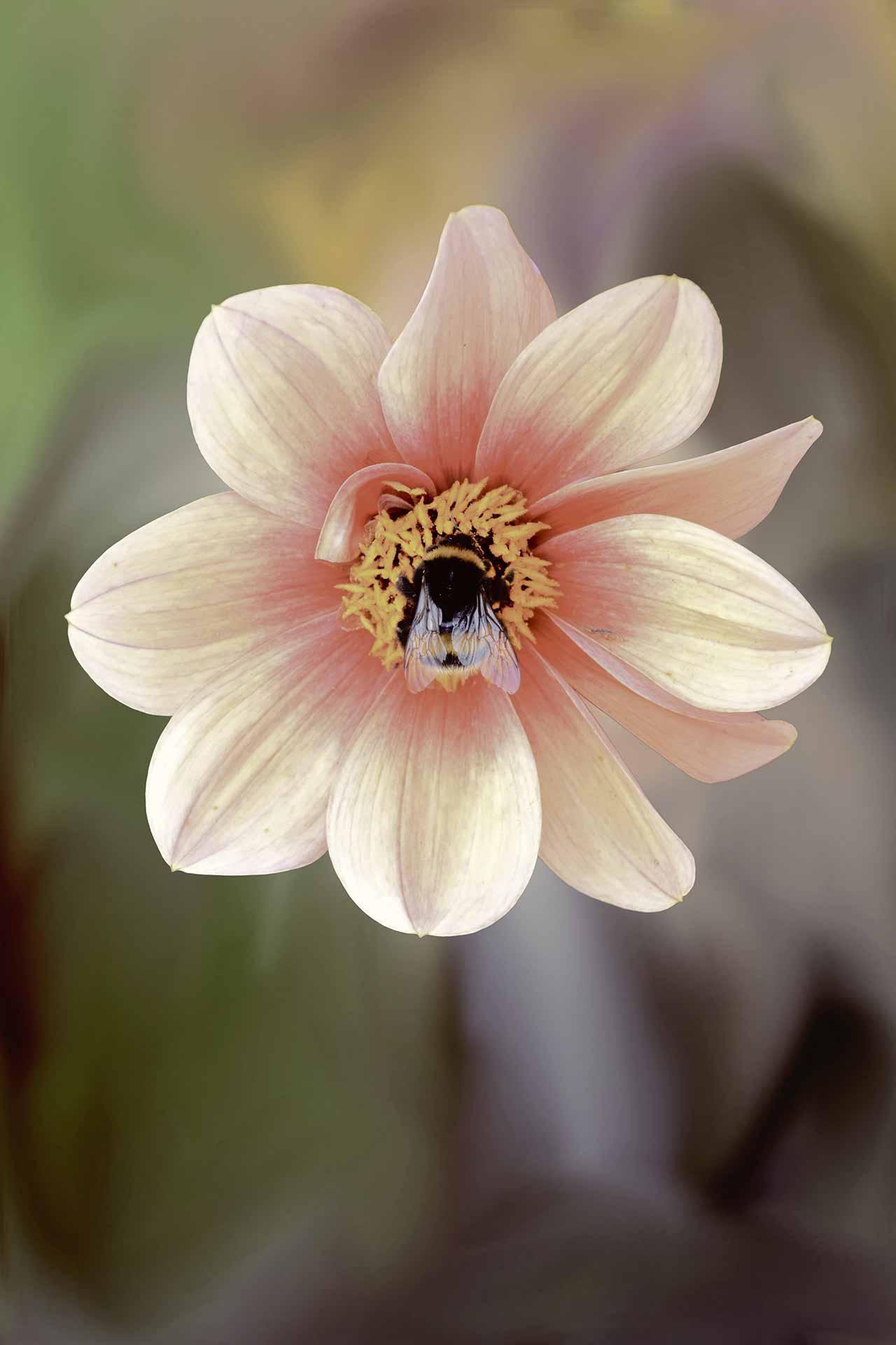 Flowers Live Wallpaper APK for Android Download