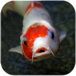 कोई मछली लाइव वॉलपेपर