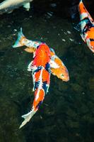 鯉の魚のライブ壁紙 スクリーンショット 3