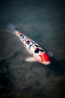 鯉の魚のライブ壁紙 ポスター