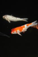 鯉の魚のライブ壁紙 スクリーンショット 1
