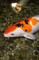 鯉の魚のライブ壁紙 スクリーンショット 2