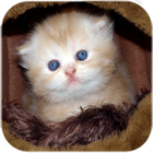 Cute Kittens Live Wallpaper icon