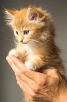 Sevimli kedi yavruları Canlı duvar kağıdı gönderen
