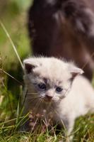 Sevimli kedi yavruları Canlı duvar kağıdı Ekran Görüntüsü 1