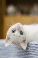 Sevimli kedi yavruları Canlı duvar kağıdı Ekran Görüntüsü 3