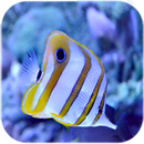 Fond d'écran live fish live APK