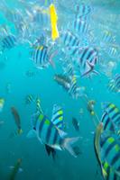 برنامه‌نما Ocean Fish Live Wallpaper عکس از صفحه