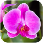 Orchid Live Wallpaper আইকন