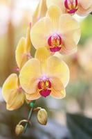 Orchid Live Wallpaper পোস্টার