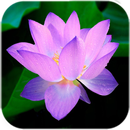 लोटस लाइव वॉलपेपर APK