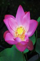 Lotus Live Wallpaper পোস্টার