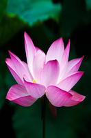 Lotus Live Wallpaper স্ক্রিনশট 1