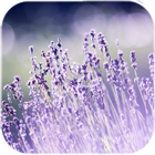 Fond d'écran en direct Lavender icône