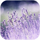 Lavender sống hình nền biểu tượng