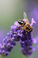 Fond d'écran en direct Lavender Affiche