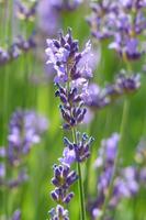 Lavender sống hình nền ảnh chụp màn hình 1