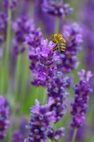 Lavender sống hình nền ảnh chụp màn hình 3