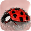 Fond d'écran live ladybug