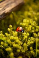 Ladybug Live Wallpaper تصوير الشاشة 3