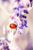 Ladybug Live Wallpaper الملصق