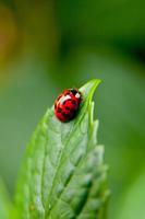 Ladybug Live Wallpaper تصوير الشاشة 1