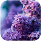 Lilac Flowers Live Wallpaper ikona