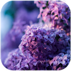 Hoa Lilac sống hình nền biểu tượng