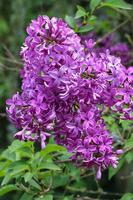 Fond d'écran Lilas fleurs en direct Affiche