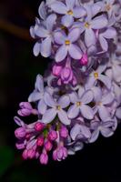 Hoa Lilac sống hình nền ảnh chụp màn hình 1