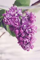 Lilac Flowers Live Wallpaper اسکرین شاٹ 2