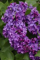 Hoa Lilac sống hình nền ảnh chụp màn hình 3