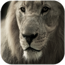 Leeuw levende wallpaper-APK