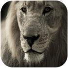 Lion Live Wallpaper آئیکن
