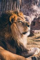 Lion Live Wallpaper تصوير الشاشة 2