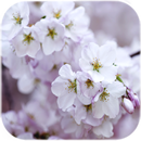 Fond d'écran en direct de Sakura APK